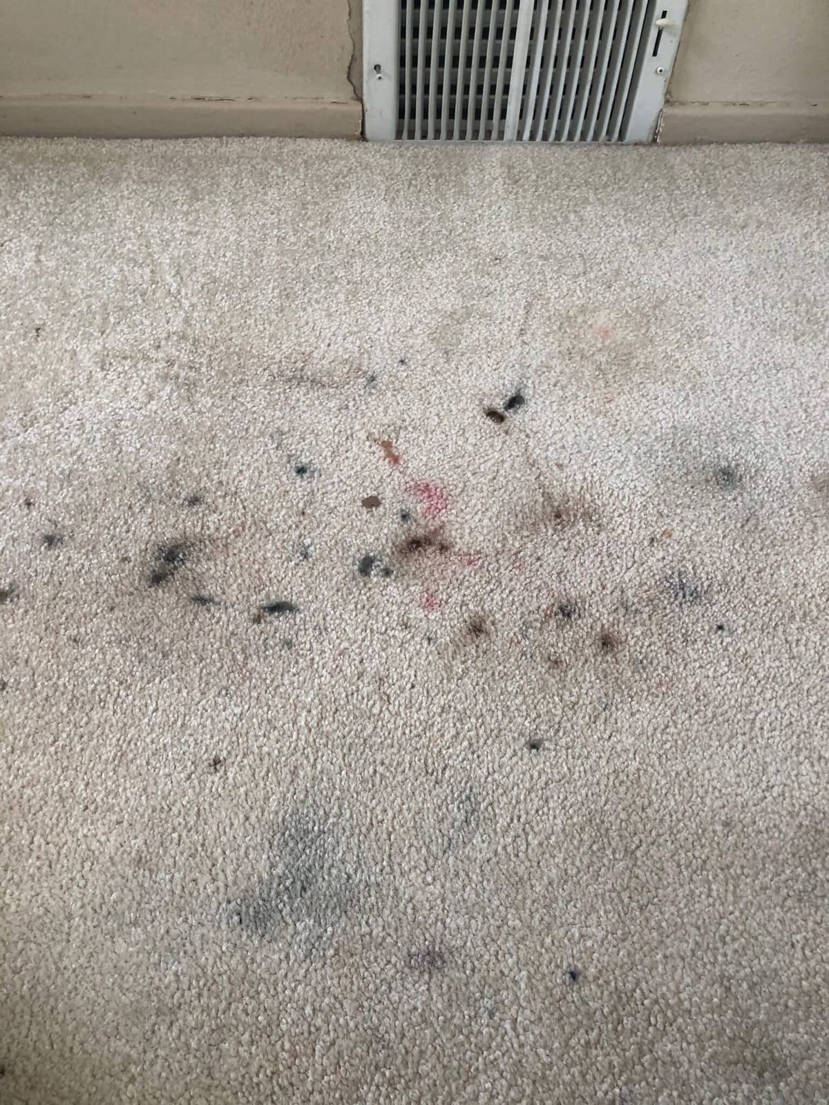 Carpet cleaning before service